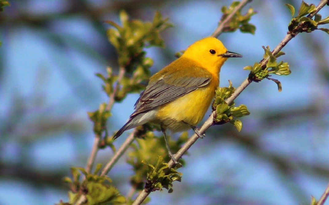 Prothonotary Warbler - ML57788301