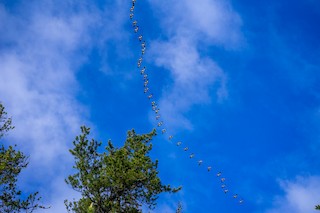 Snow Goose, ML577886961