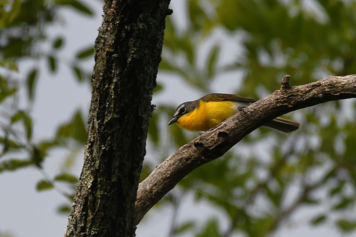 Yellow-breasted Chat - ML577891171