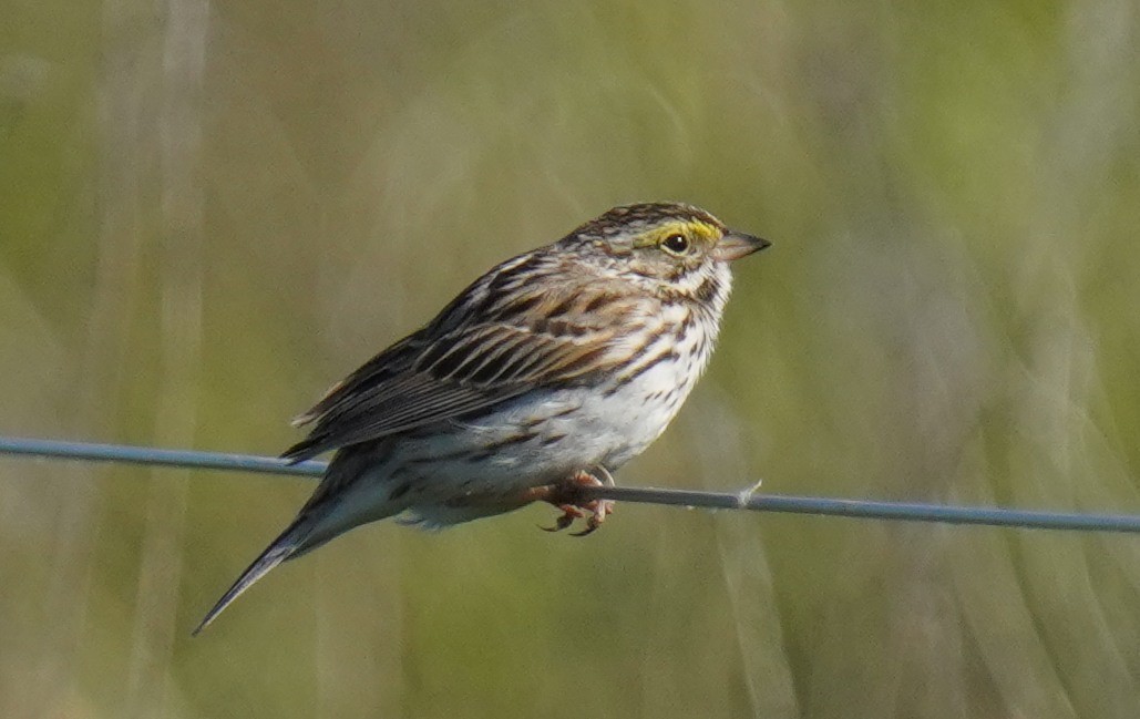 Savannah Sparrow - ML577895681
