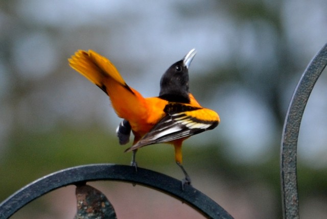 Male Baltimore Oriole giving Bow Display. - Baltimore Oriole - 