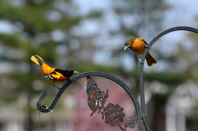 Courtship display of male (left) and female (right) Baltimore Oriole. - Baltimore Oriole - 