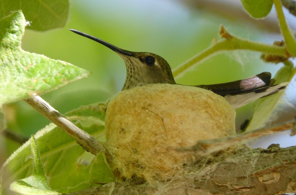 Black-chinned Hummingbird - ML57789631