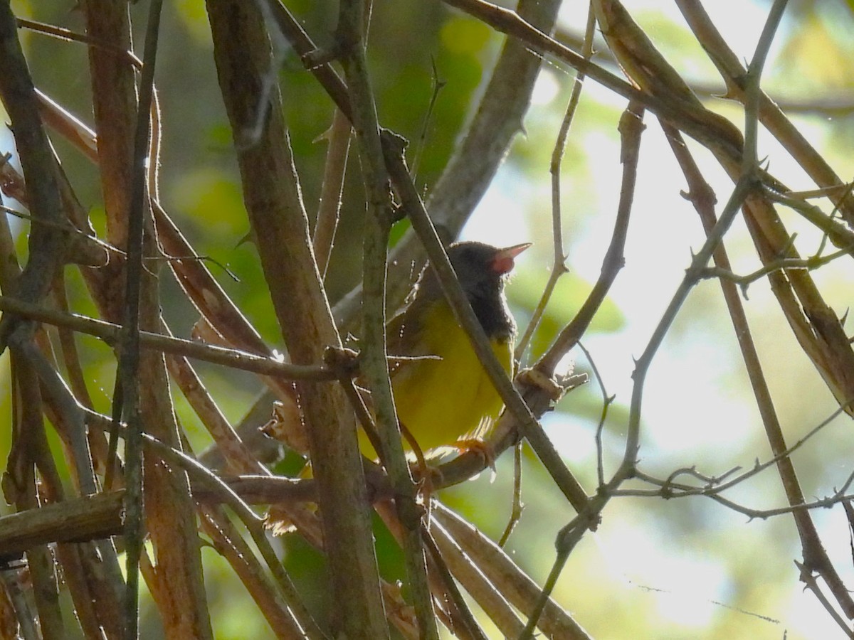 eBird Checklist 27 May 2023 Manorville Hills County Park 29 species