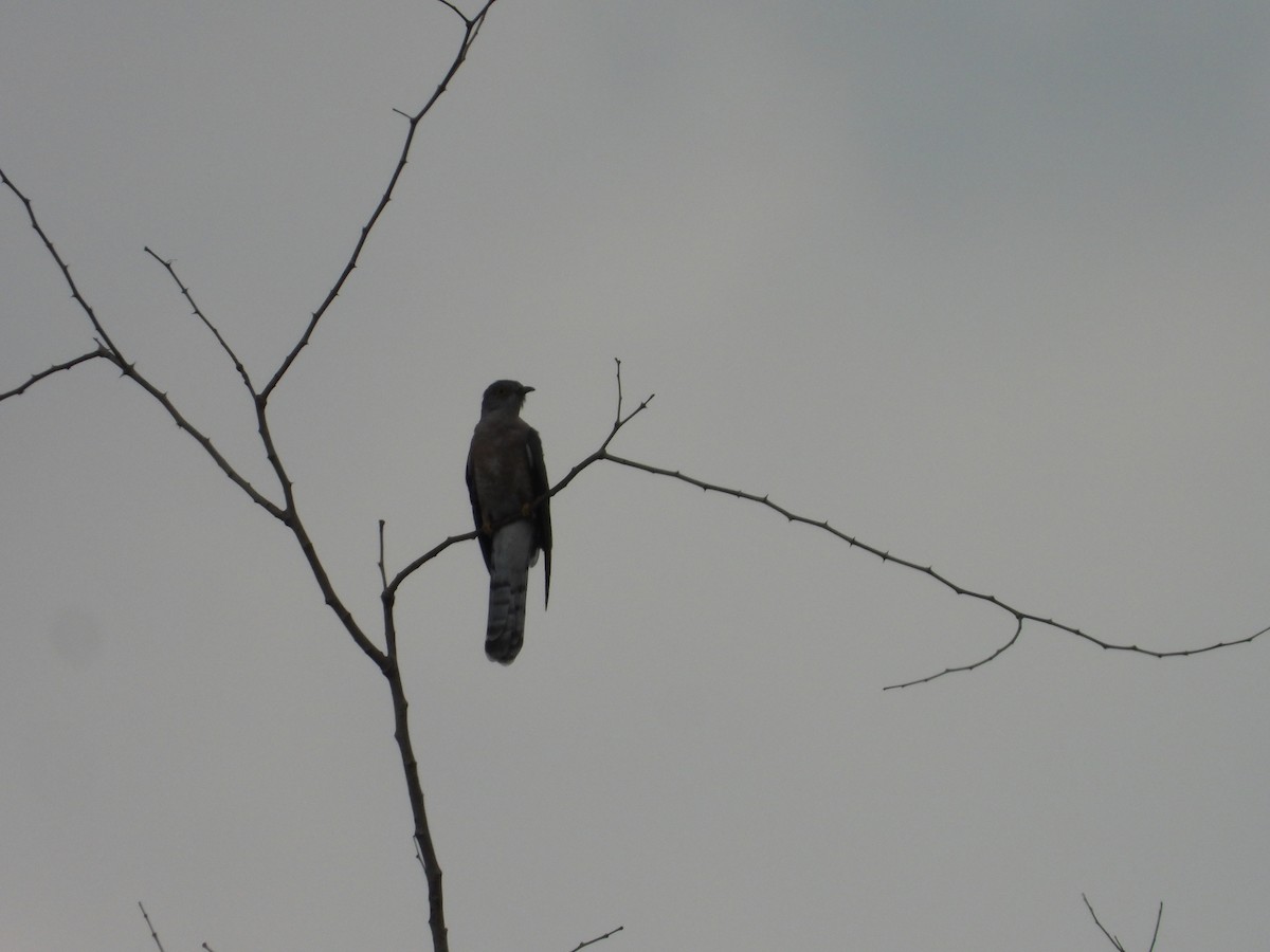 Common Hawk-Cuckoo - ML577901551