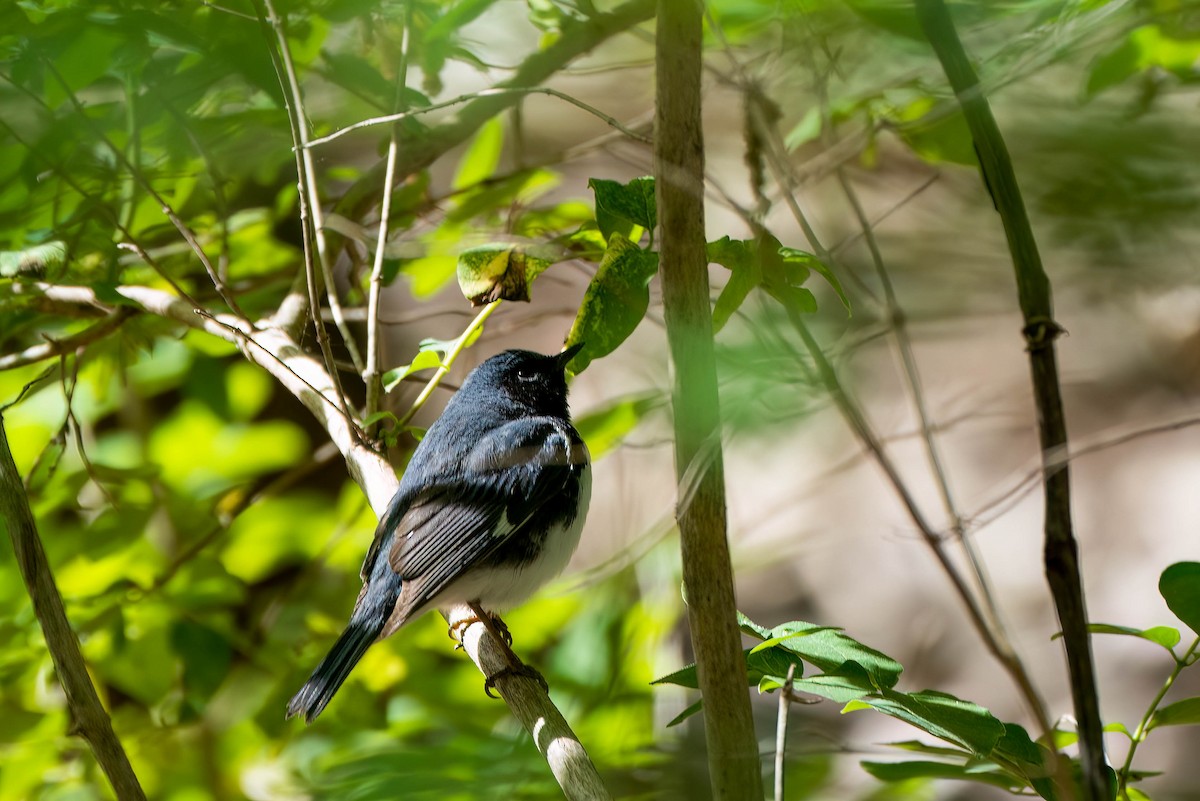 Black-throated Blue Warbler - ML577901561