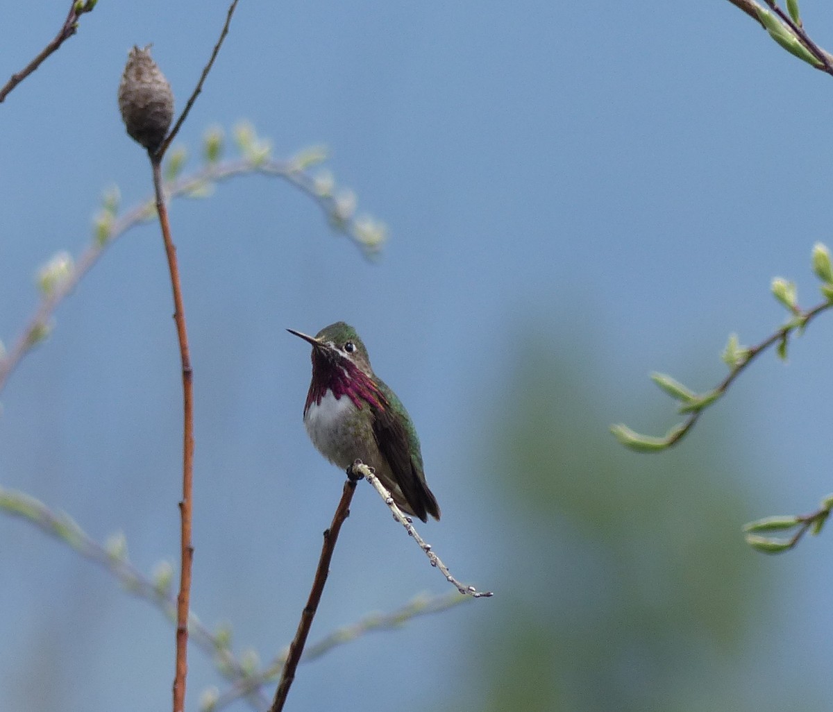Calliope Hummingbird - Laura Stewart
