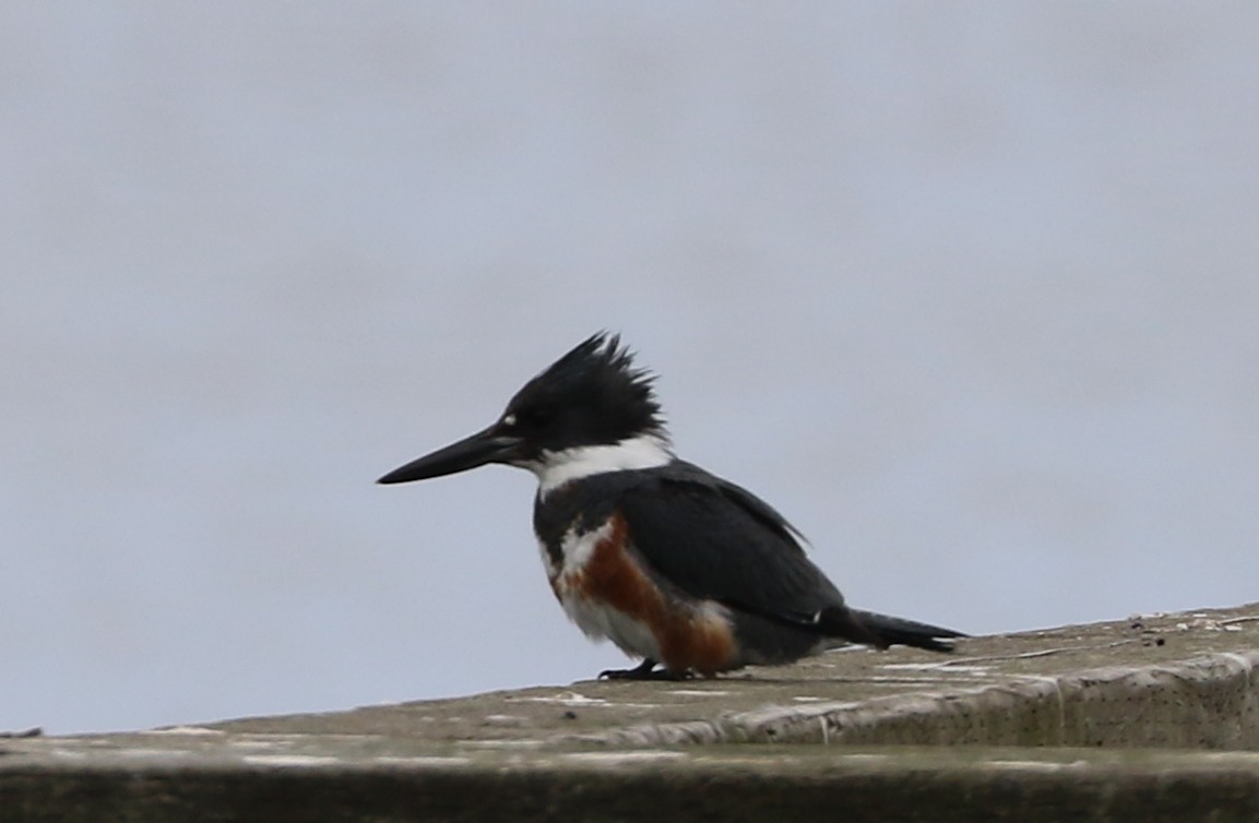 Belted Kingfisher - ML577902371