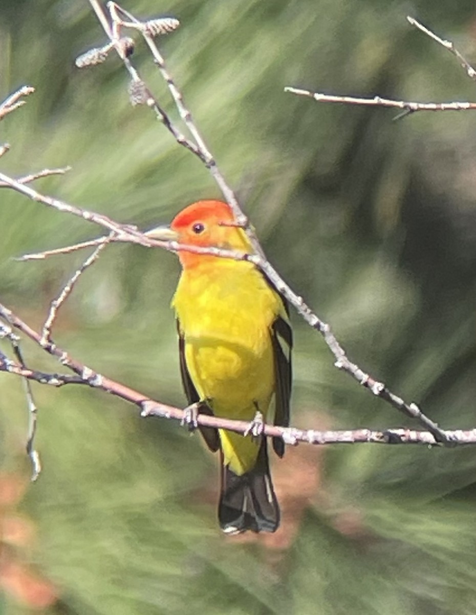 Western Tanager - ML577908361