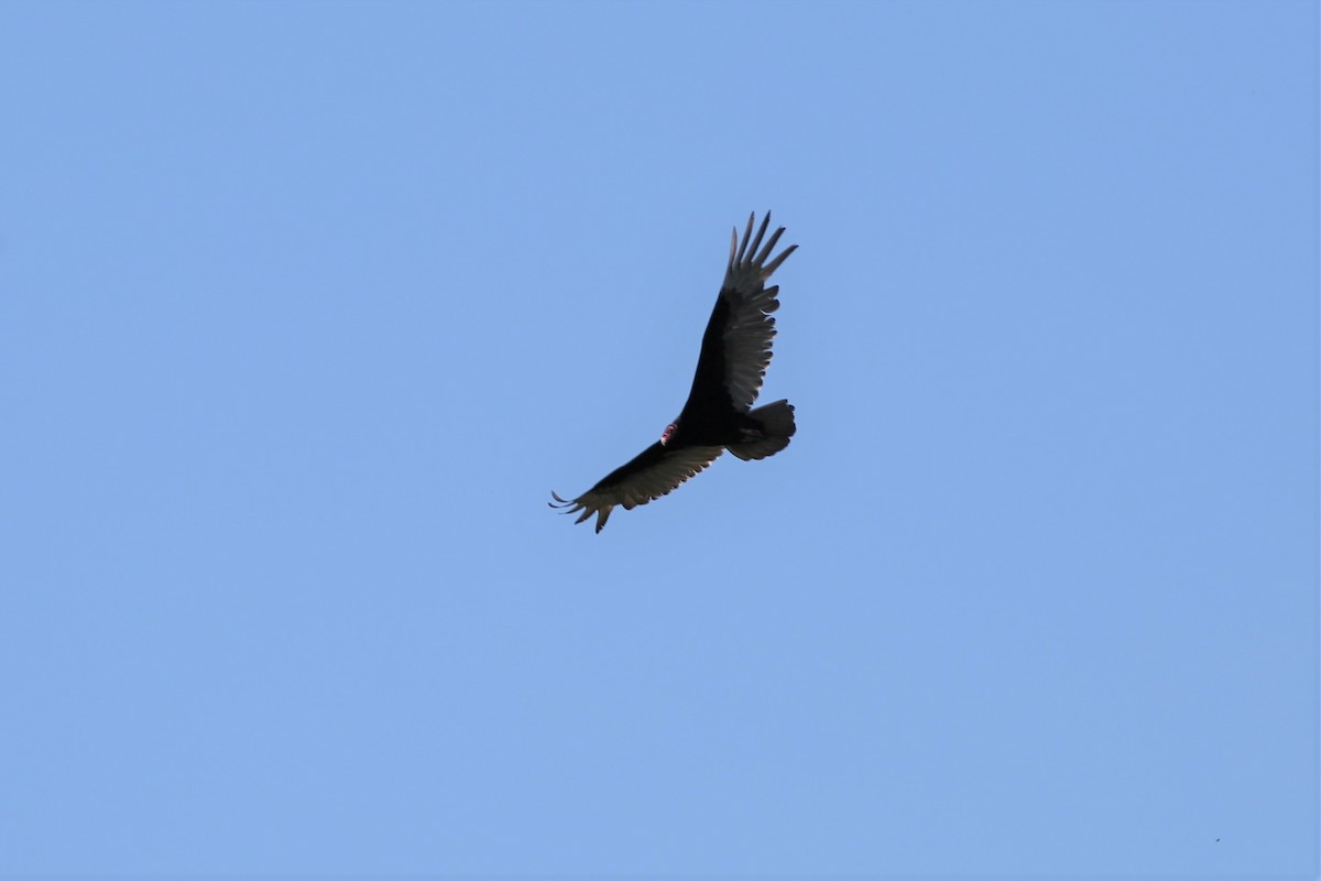 Turkey Vulture - ML577908491