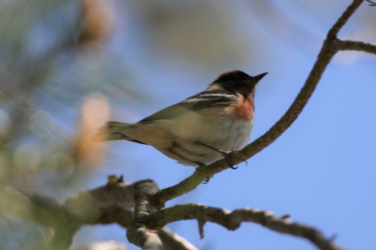 Bay-breasted Warbler - ML577909581