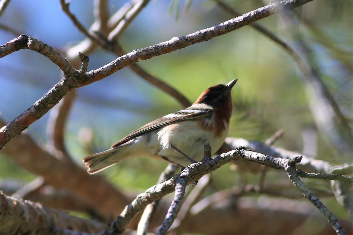 Bay-breasted Warbler - ML577910141