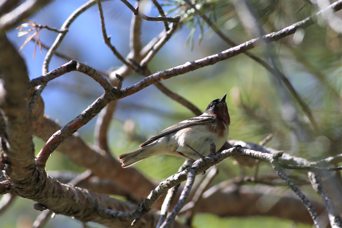 Bay-breasted Warbler - ML577910211