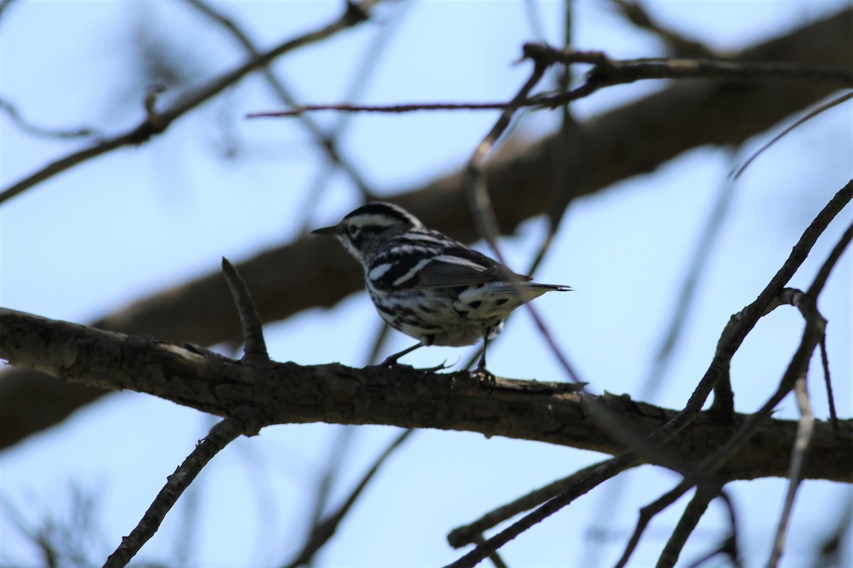 Black-and-white Warbler - ML577911261