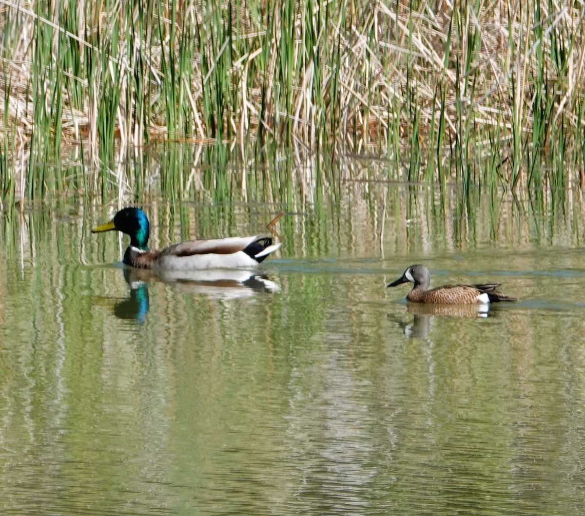 Blue-winged Teal - ML577912301