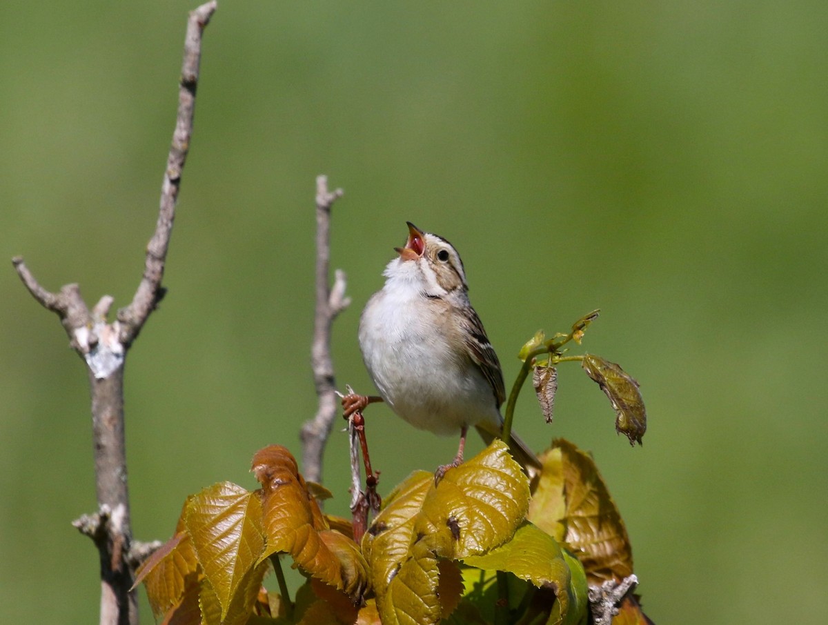 Clay-colored Sparrow - ML577915261