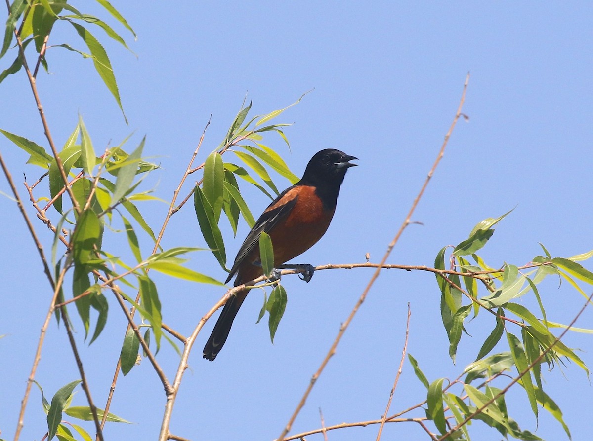 Orchard Oriole - ML577915511