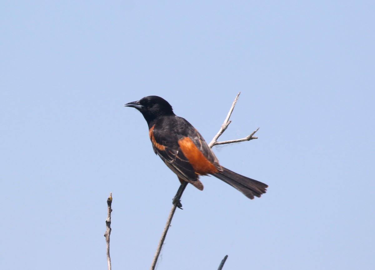 Orchard Oriole - ML577915521