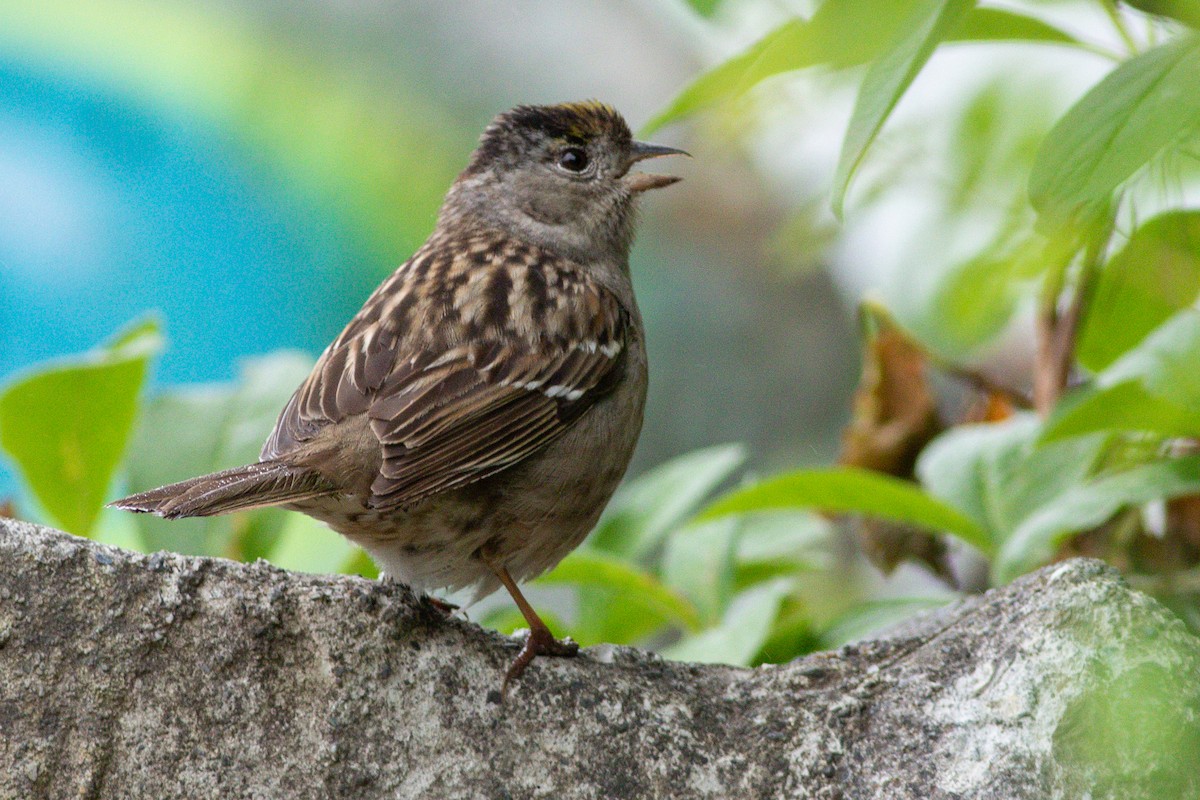 Golden-crowned Sparrow - ML577920161