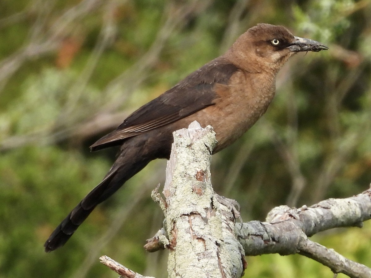 Boat-tailed Grackle - ML577922681