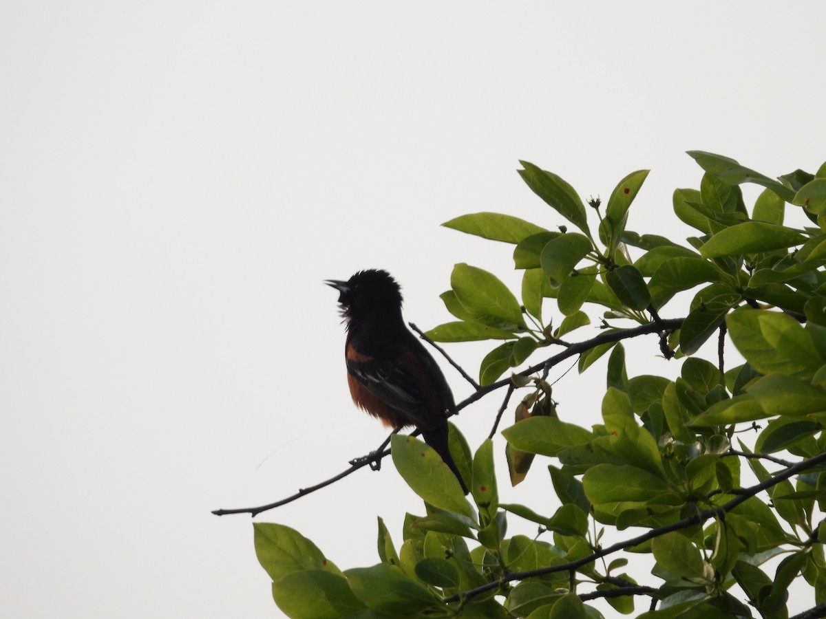 Orchard Oriole - ML577923201