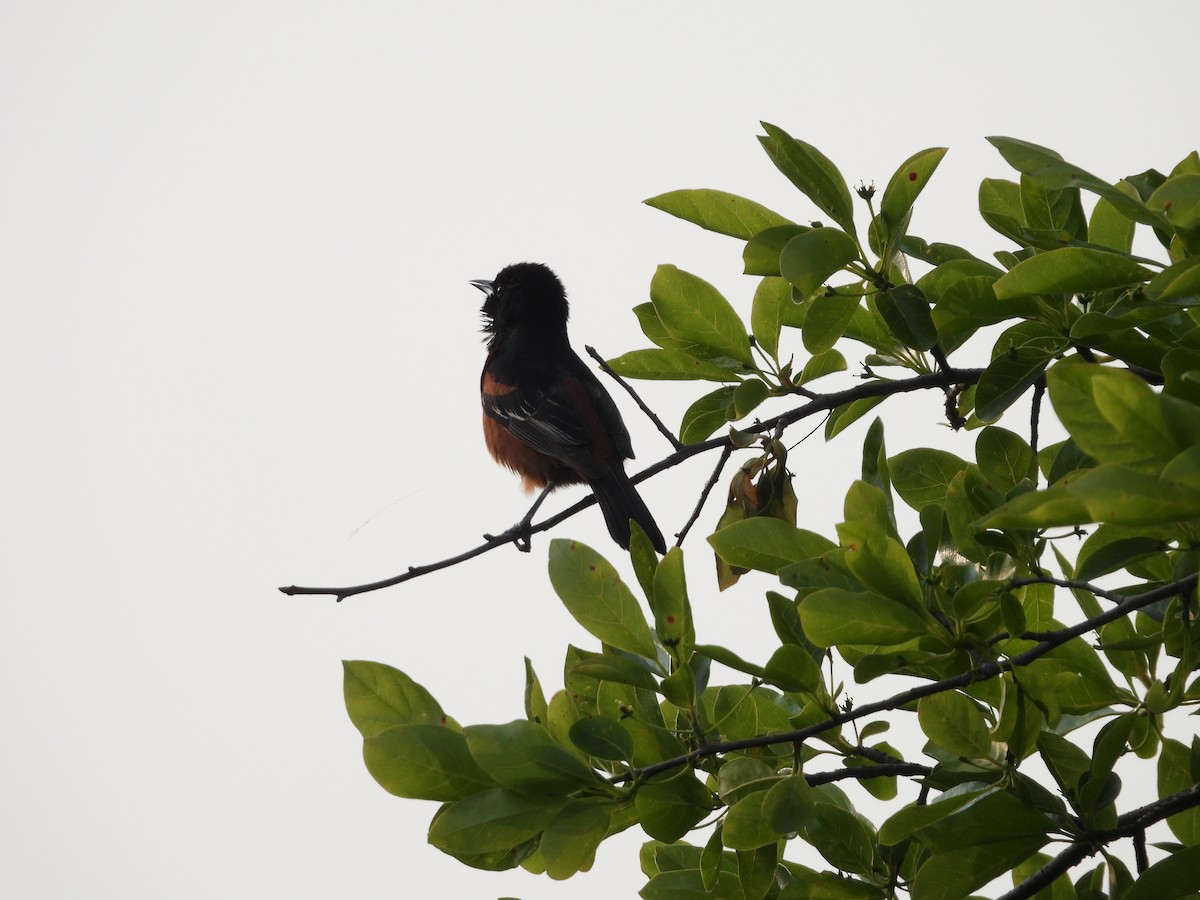 Orchard Oriole - ML577923211
