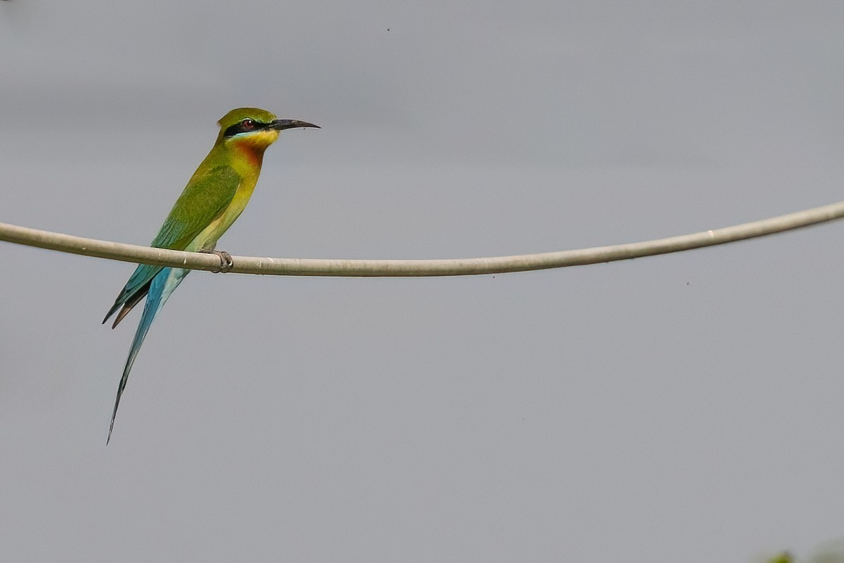 Blue-tailed Bee-eater - ML577923451