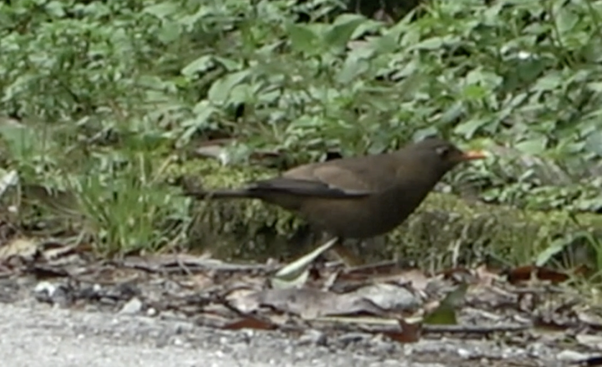 Gray-winged Blackbird - ML577923561