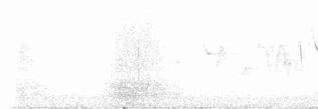 Canada Warbler - ML577926081