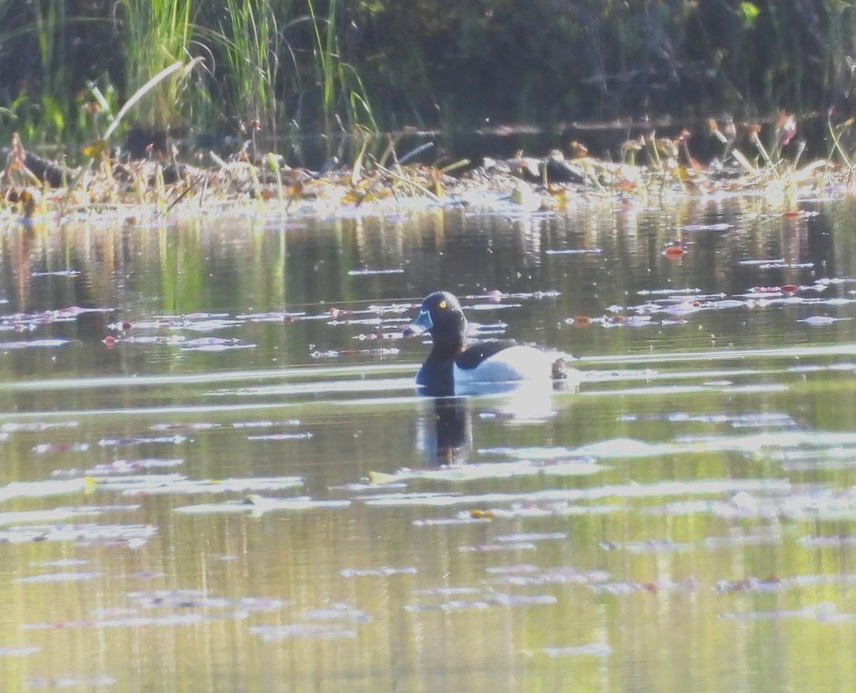 Ebird Checklist - 27 May 2023 - Brownfield Bog Wma - 70 Species