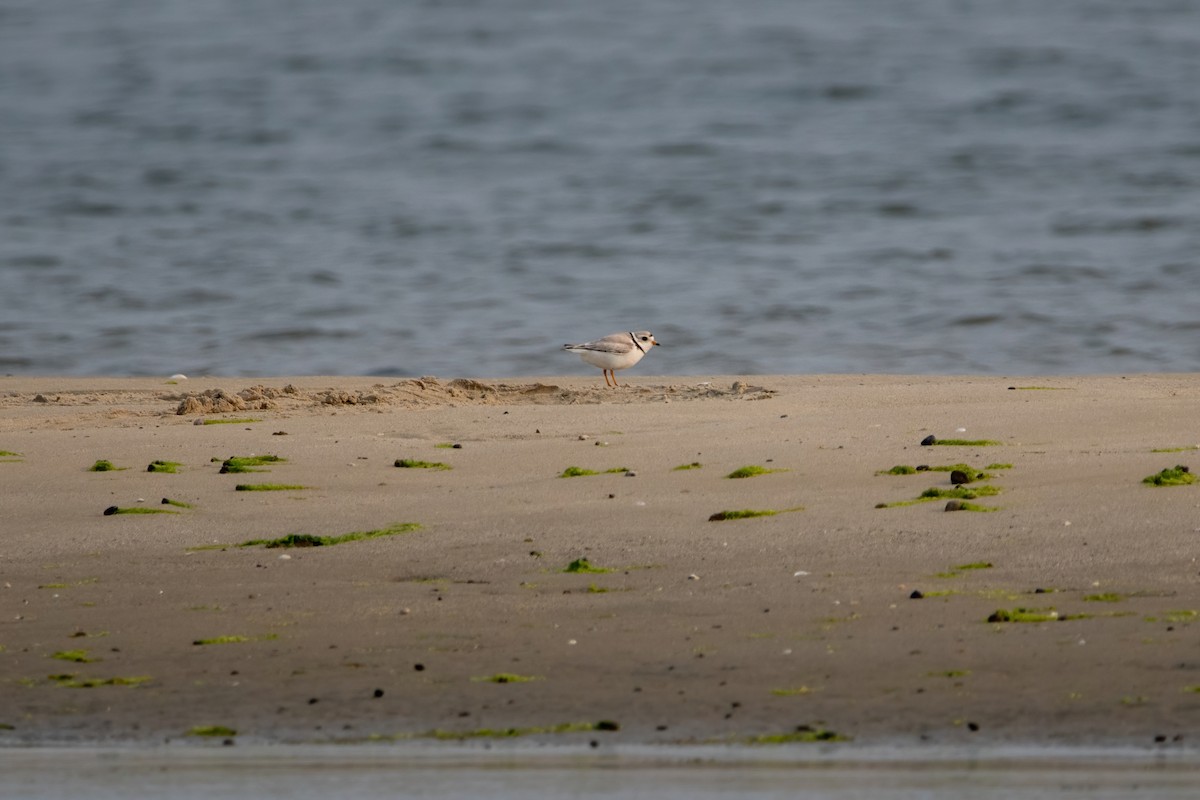 Piping Plover - ML577930501