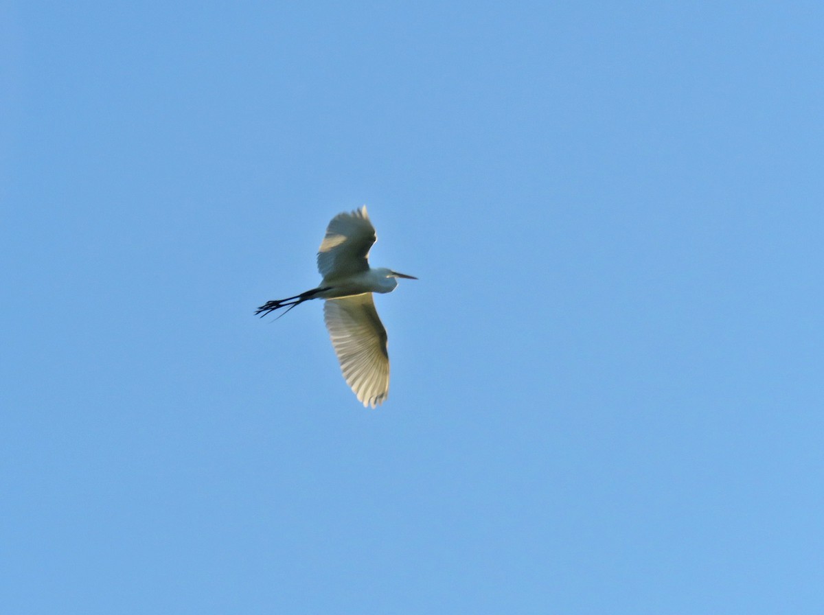 eBird Checklist - 27 May 2023 - White River Marsh SWA - 65 species