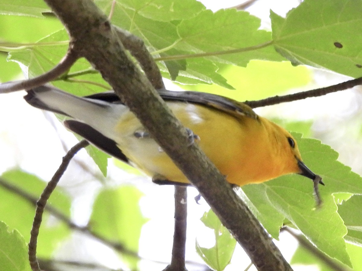 Prothonotary Warbler - ML577939861