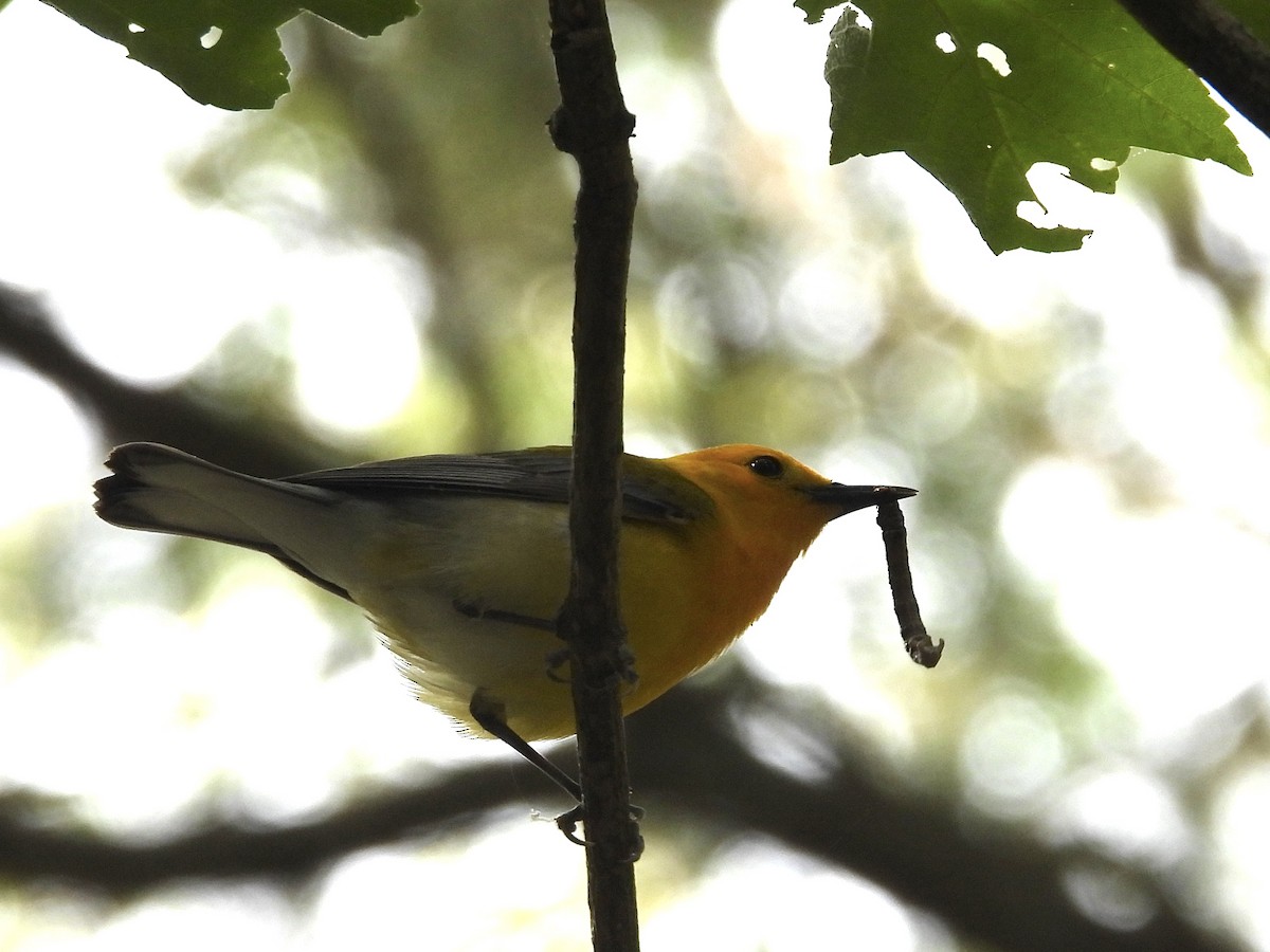 Prothonotary Warbler - ML577939871