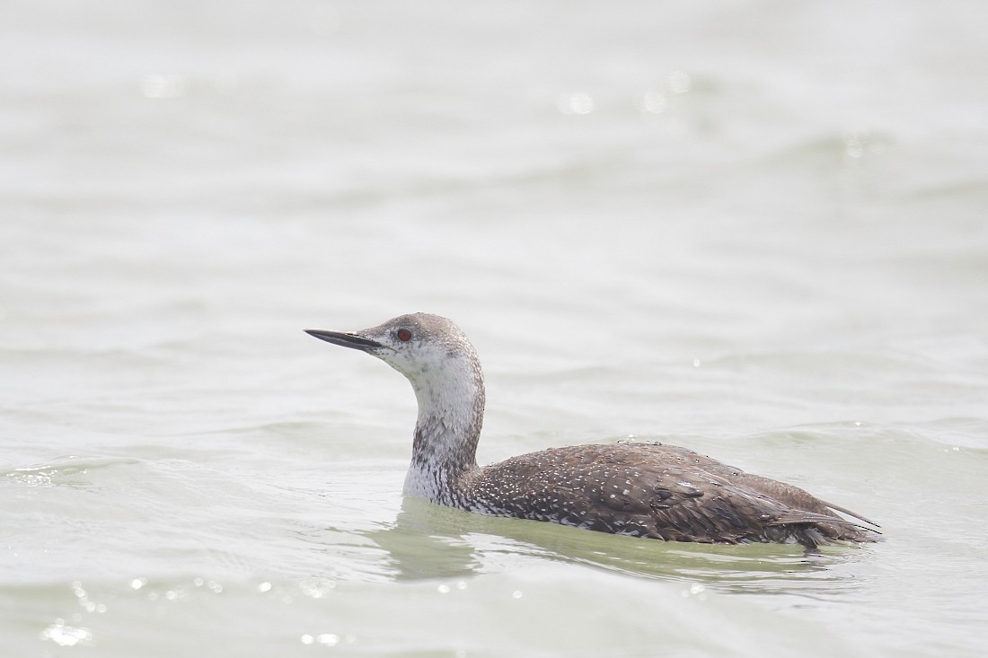 Red-throated Loon - ML57794351