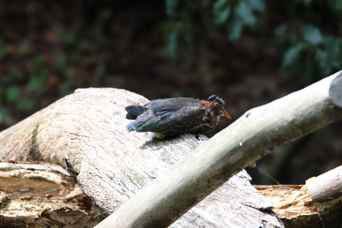 Green Heron - ML577946081