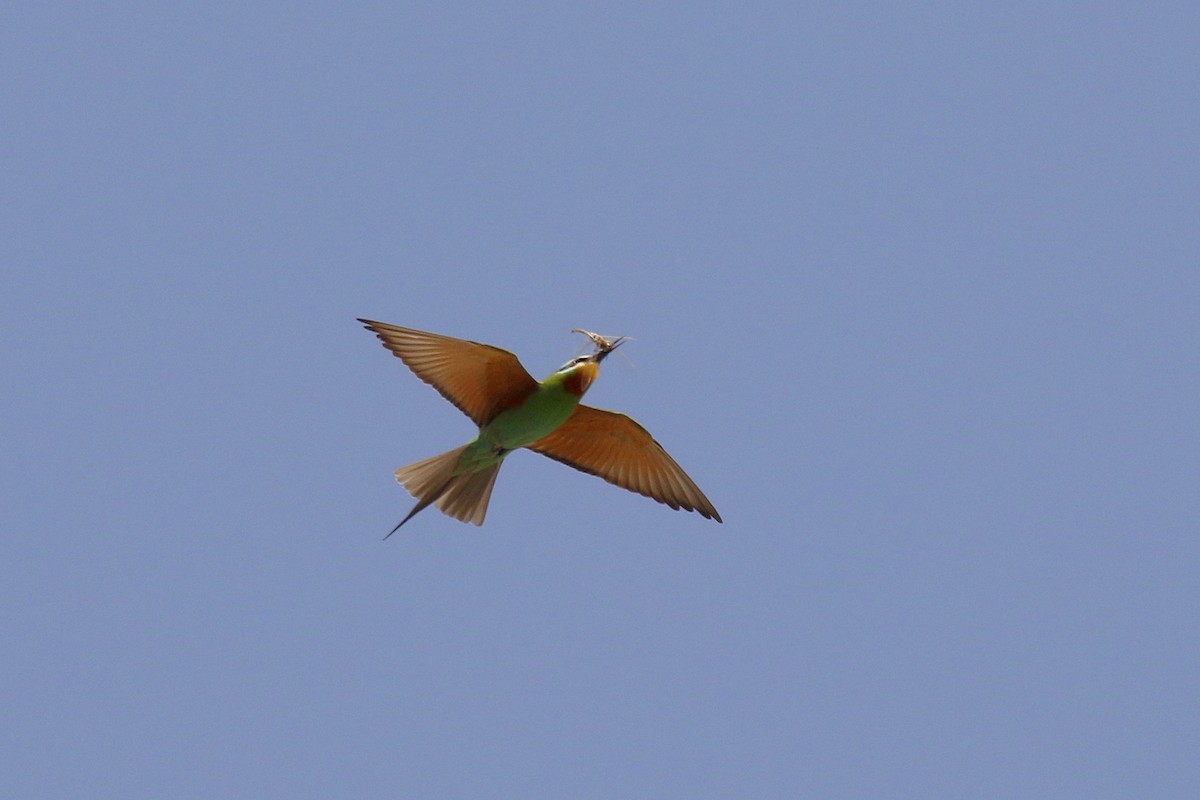 Blue-cheeked Bee-eater - ML577947181