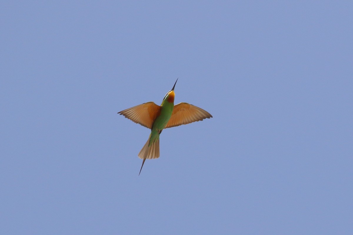 Blue-cheeked Bee-eater - ML577947191
