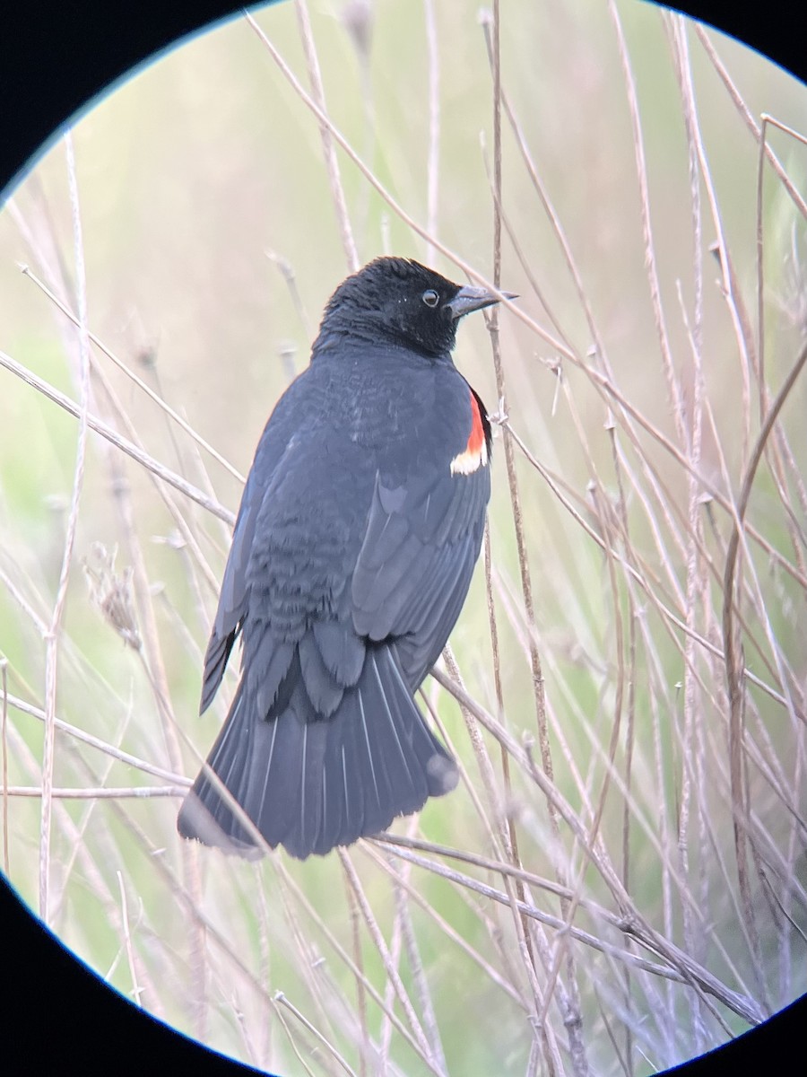 Red-winged Blackbird - ML577949151