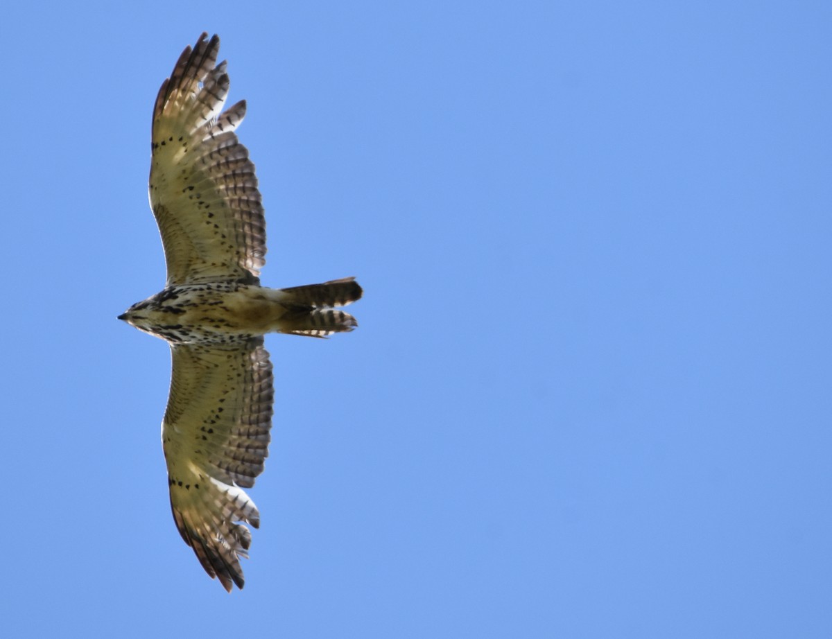Broad-winged Hawk - Paul Clifford