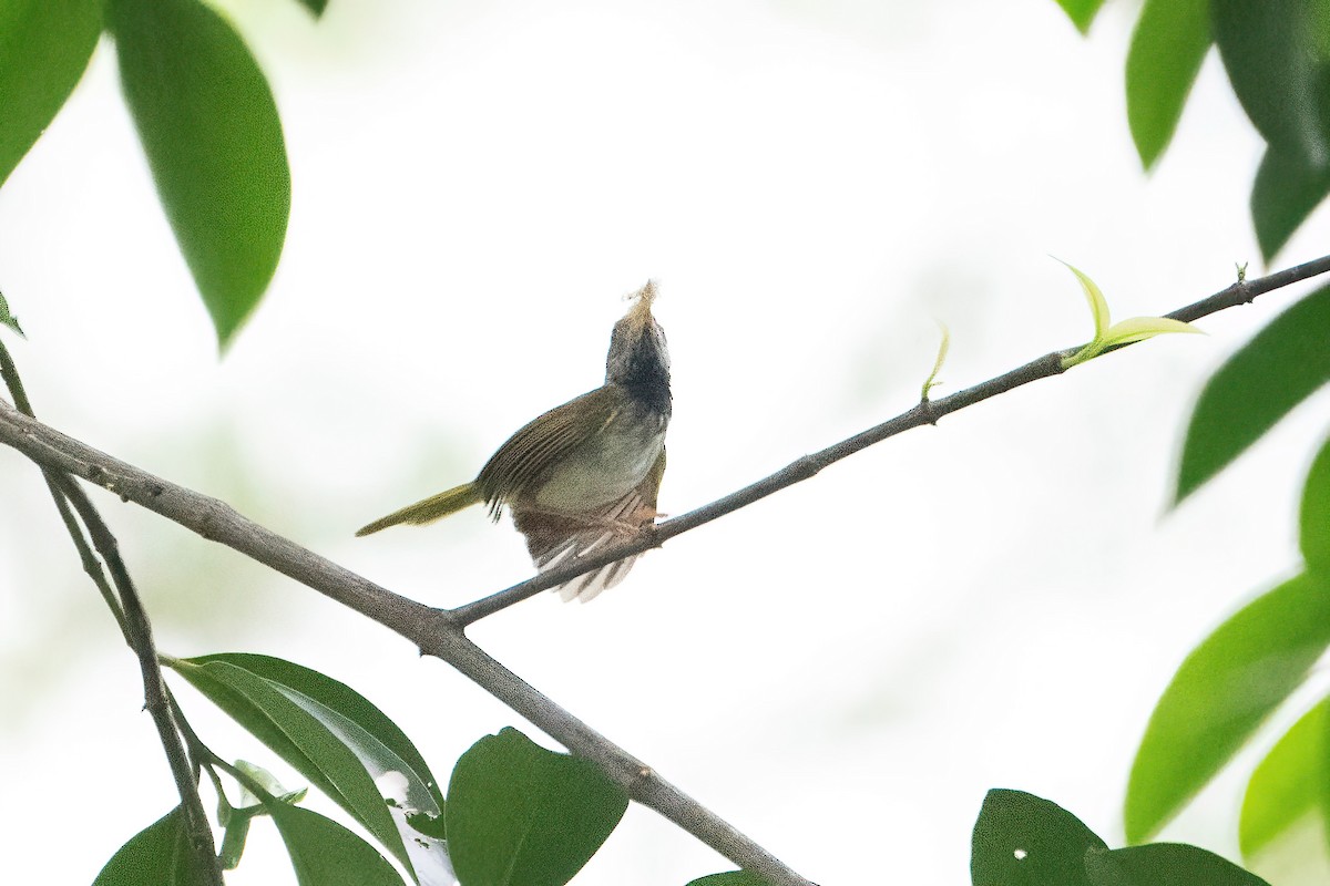 Dark-necked Tailorbird - ML577951011