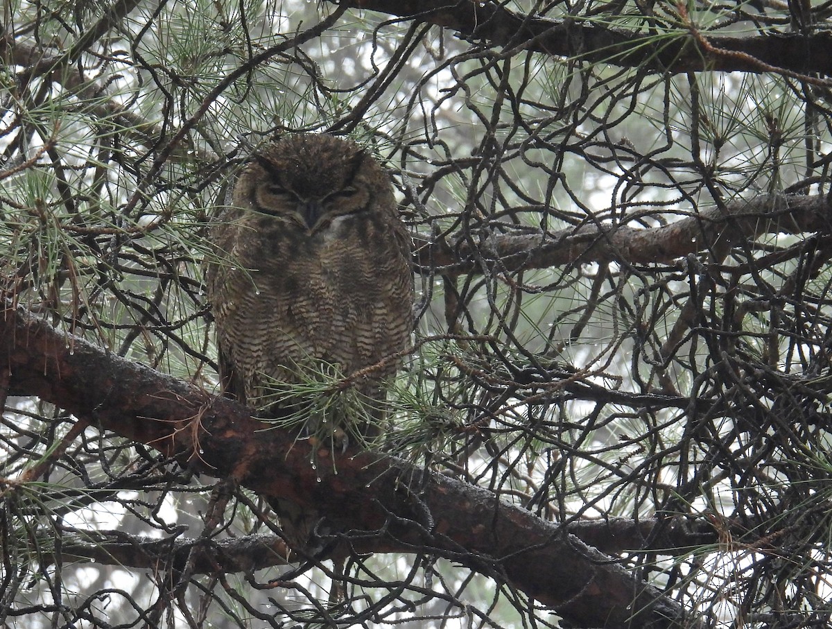 Lesser Horned Owl - ML577951081