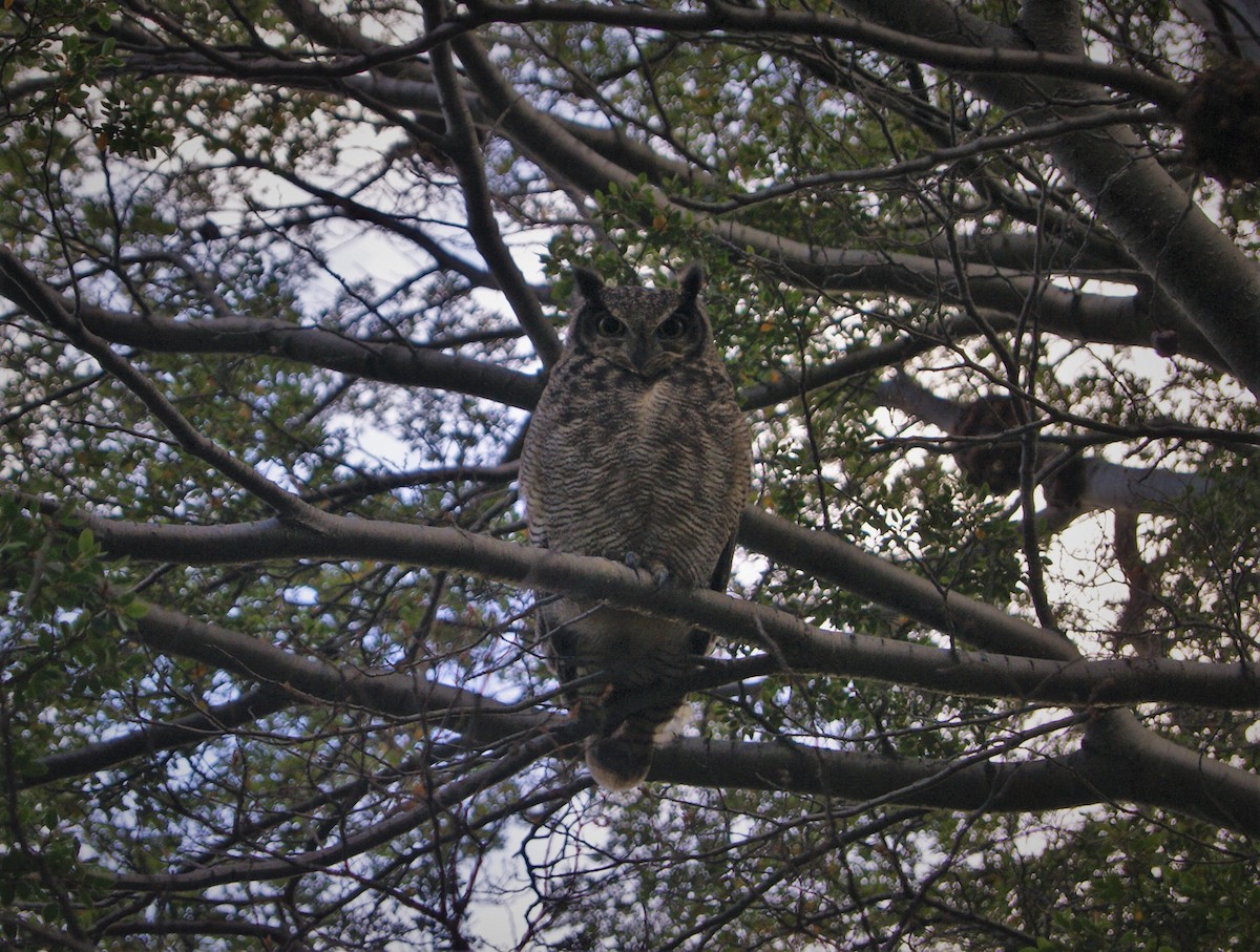 Lesser Horned Owl - ML577951431