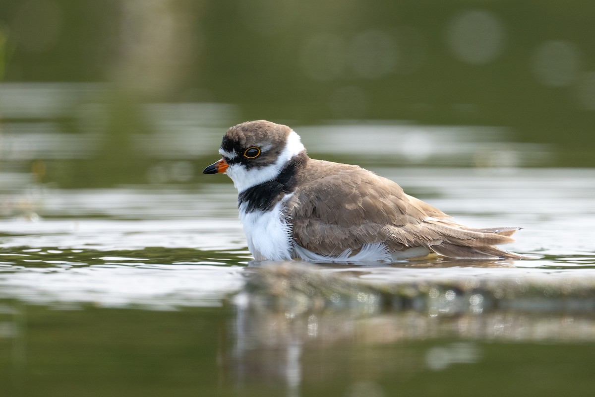 Semipalmated Plover - ML577965611