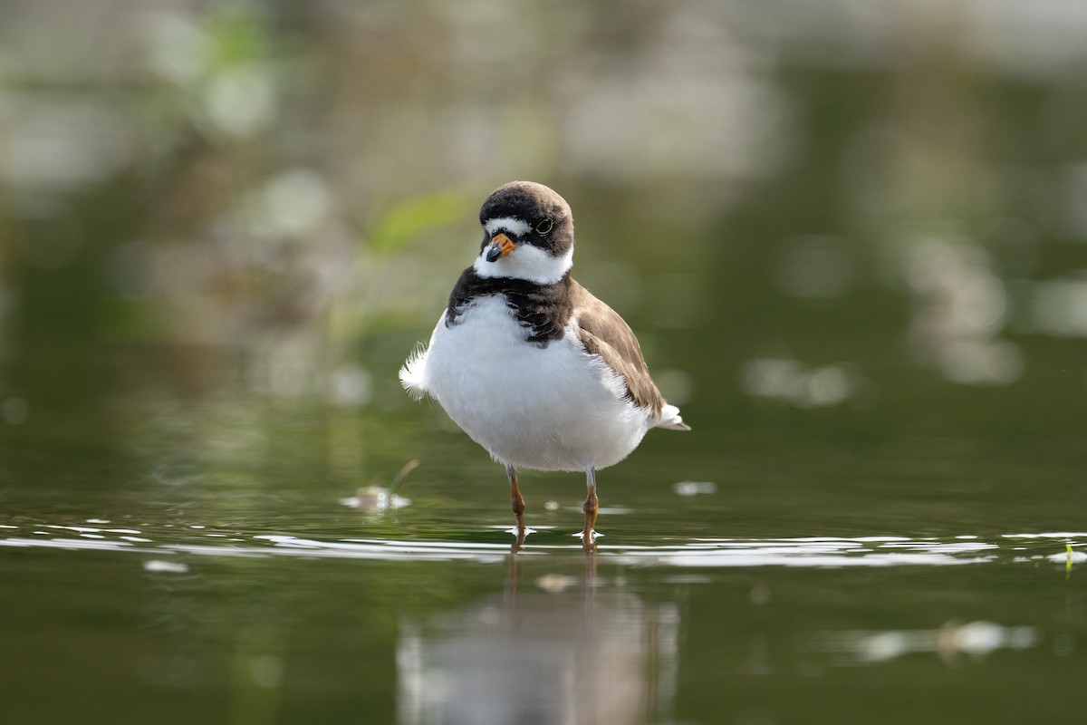 Semipalmated Plover - ML577965631