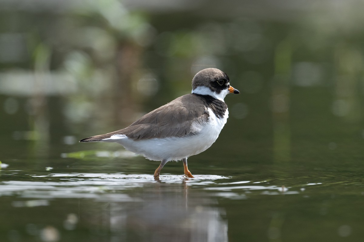 Semipalmated Plover - ML577965641