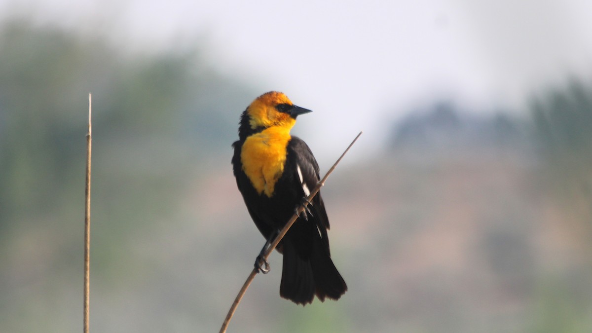 Yellow-headed Blackbird - ML577968341