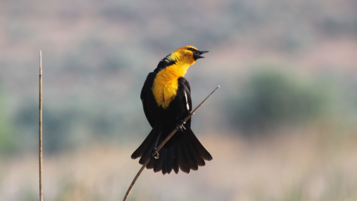Yellow-headed Blackbird - ML577968351