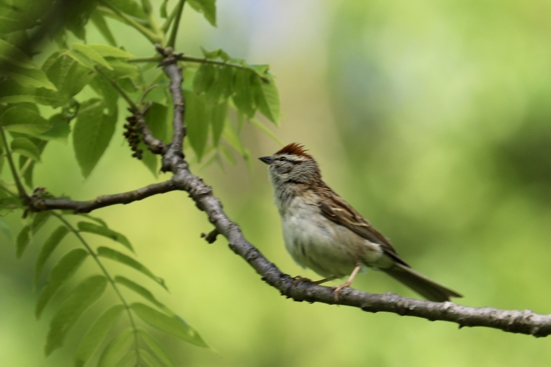 Chipping Sparrow - ML577972211