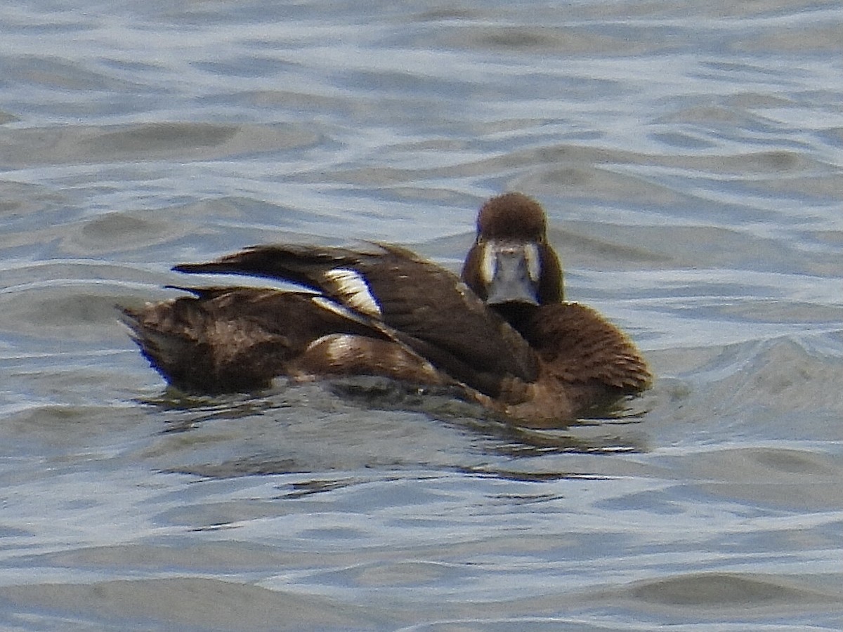 Greater Scaup - ML577974771